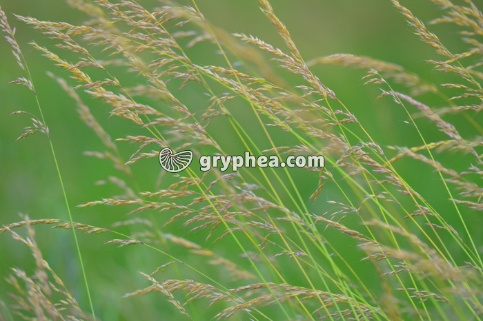 Herbacées - Poacées (Avoine élevée, Avena eliator ou Arrhenatherum elatius) - gryphea.com